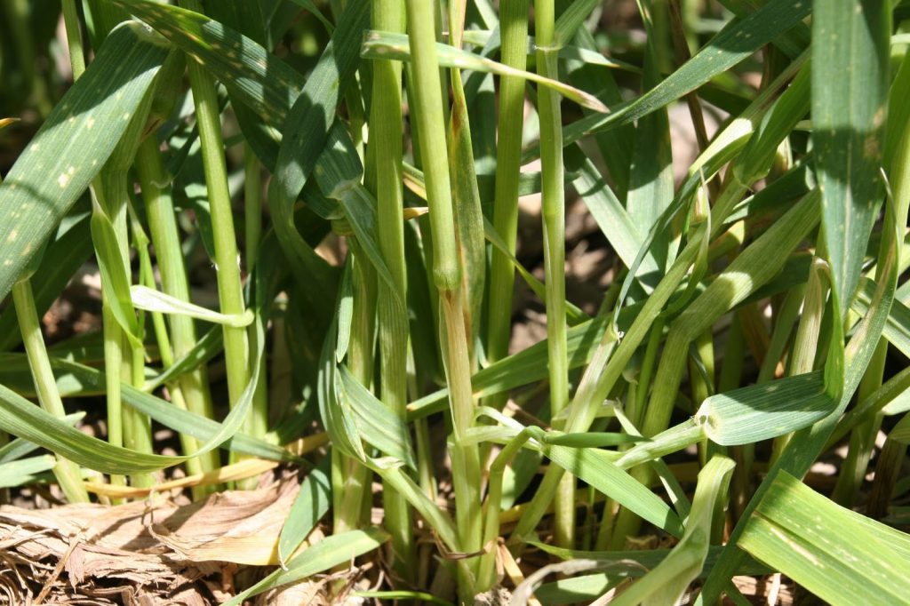 Image 3. Freeze damage to wheat stem.