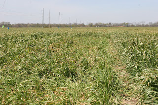 Image 4. Subtle difference is crop growth stage led to severe lodging due to freeze injury.