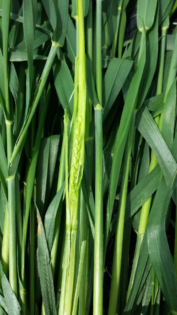 Image 5. Healthy spikelet and florets.